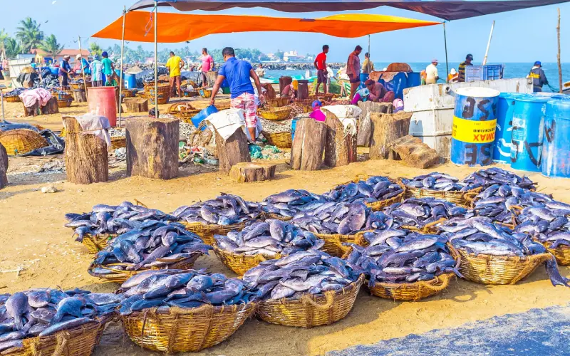 Negombo Coastal Town