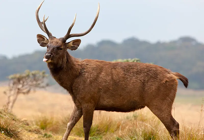 Horton Plains National Park Trekking